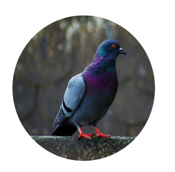 CLICK TO EDIT